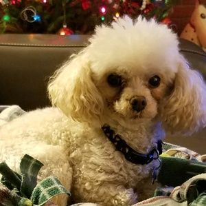 Meet your Posher, Ginny